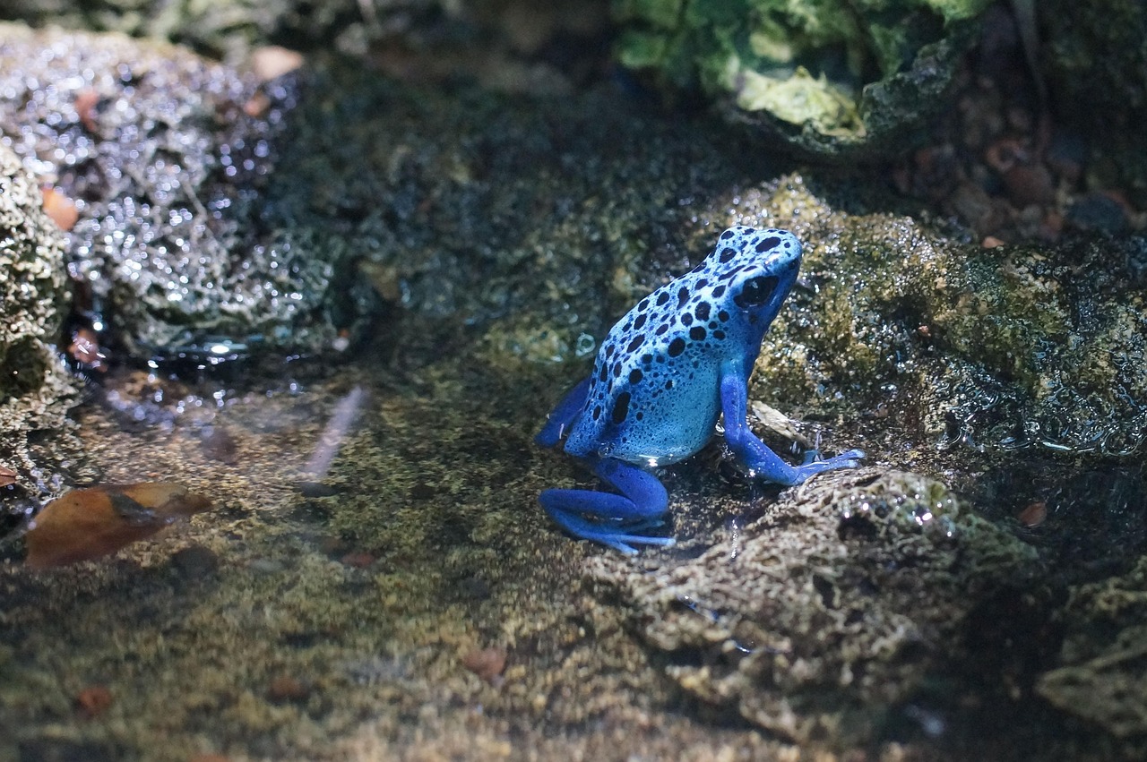 frog